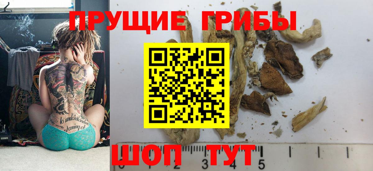 Аргун  Галлюциногенные грибы Psilocybe  Вход с VPN  Псилоцибиновые грибы GOLDEN TEACHER 